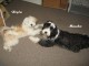 Thumbs/tn_Bild 011.jpg